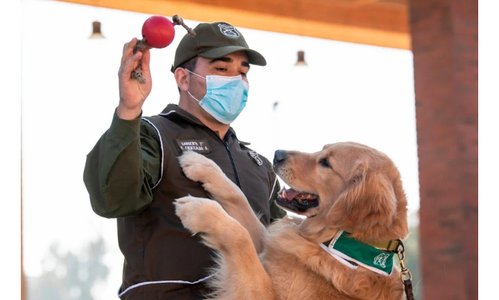 Chilean Dogs To Detect Covid-19