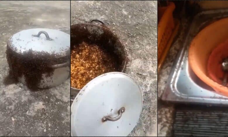 “This is pure witchcraft” — Speculations as lady laments soldier ant attack on her jollof rice (Video)