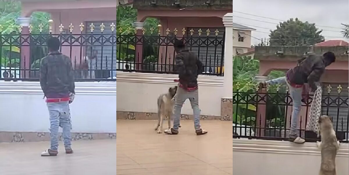 "Only God can protect one" - Lady expresses shock as her guard dog plays with thief that jumped into her family's compound (Video)