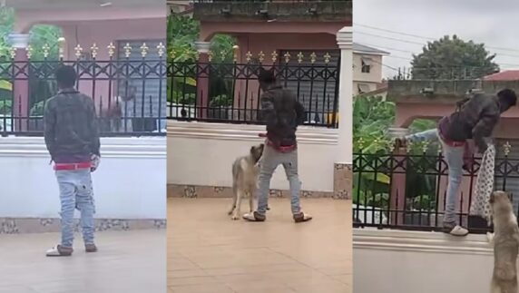 "Only God can protect one" - Lady expresses shock as her guard dog plays with thief that jumped into her family's compound (Video)