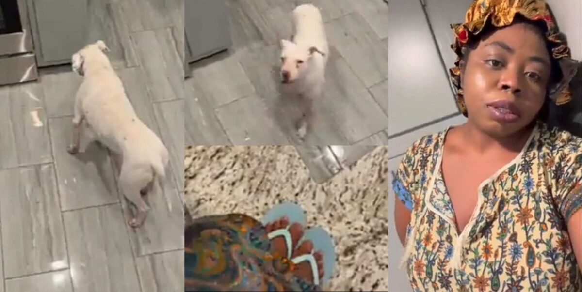 Lady climbs kitchen countertop to escape pet pitbull