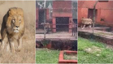 Hungry lion causes stir as it refuses to kill and eat goat at Benin zoo, flees in fear