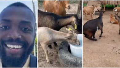 Man over the moon as all his 34 goats get pregnant same time 