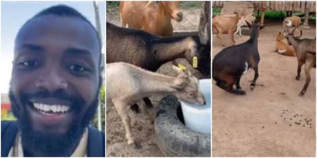 Man over the moon as all his 34 goats get pregnant same time 
