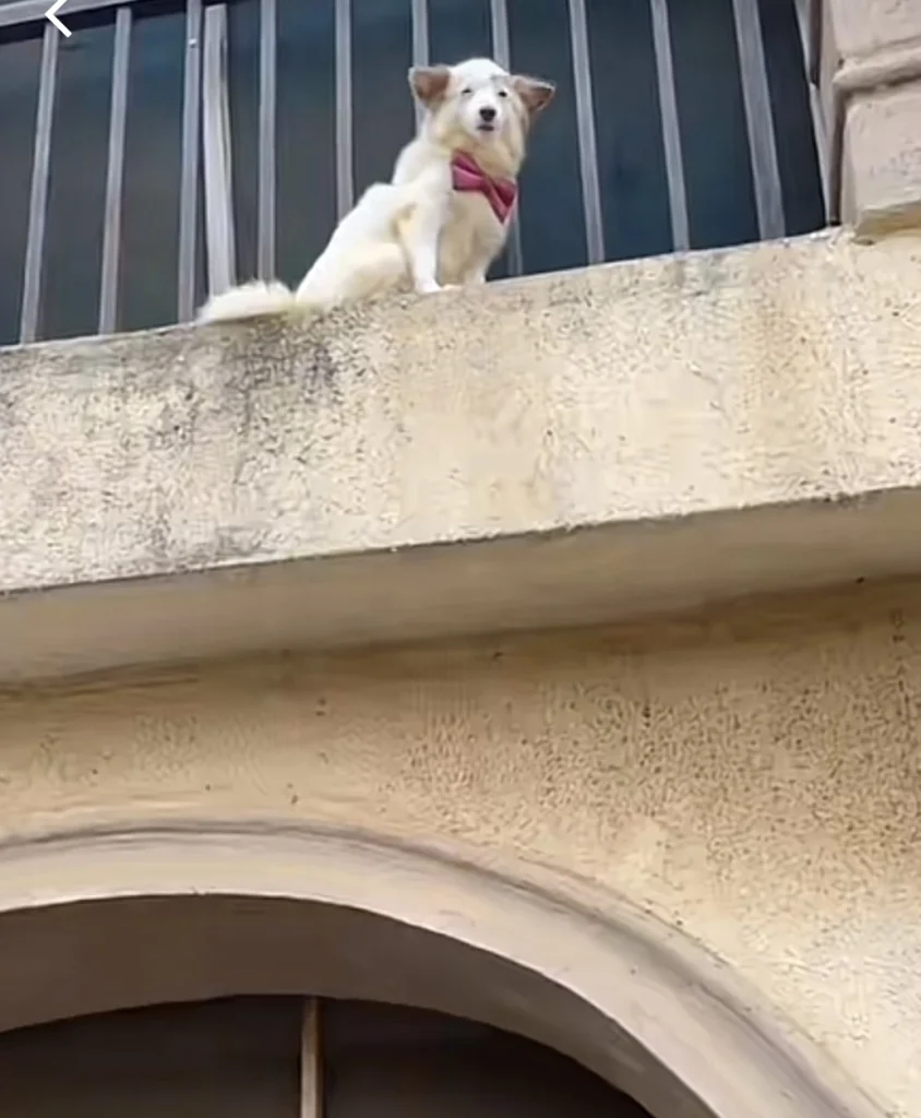 “Motherhood can be frustrating” — Reactions as Tiktoker shares video of his Dog wanting to commit suicide 
