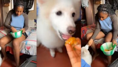 "Very understanding dog" - Lady lights up TikTok as she feeds her dog draw soup and eba, video wows many