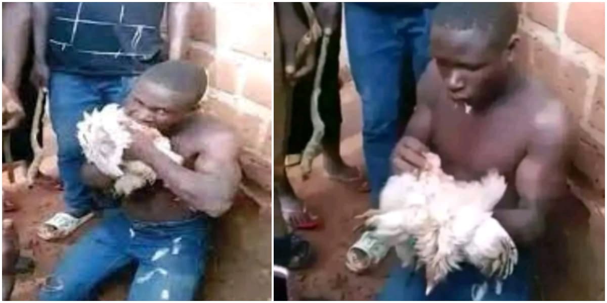 "Eat it or we beat the daylights out of you" - Thief forced to eat raw chicken after allegedly stealing it
